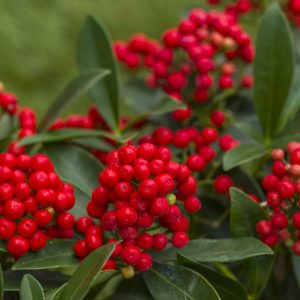 Geen bessen zonder bijen - Skimmia Temptation - Snepvangers tuinplanten