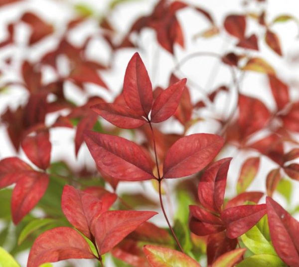 Nandina domestica 'Firepower'