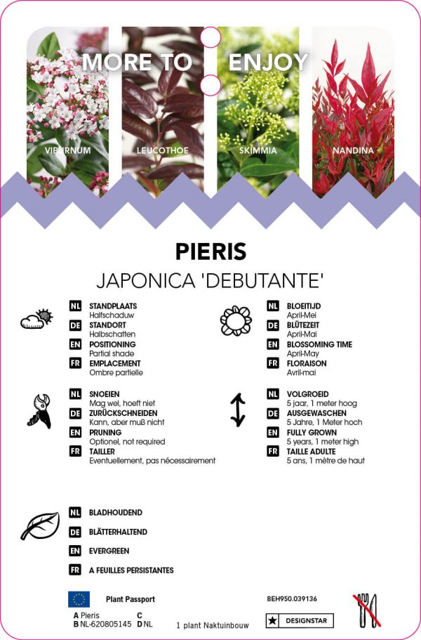 Pieris japonica 'Debutante' - Afbeelding 2