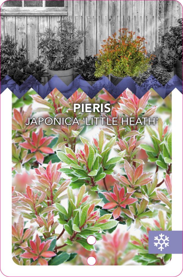 Pieris japonica 'Little Heath' - Afbeelding 3
