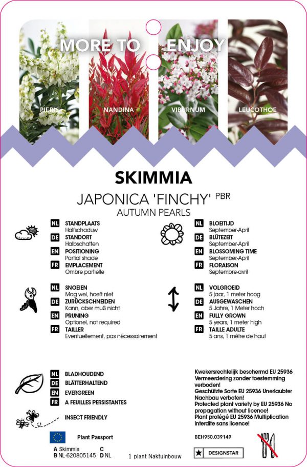 Skimmia japonica 'Finchy' - Afbeelding 2