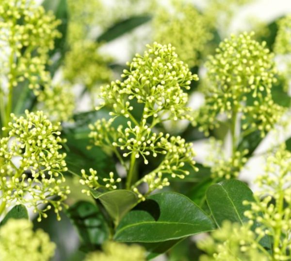 Skimmia japonica 'Finchy'